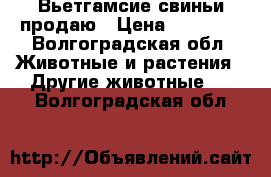 Вьетгамсие свиньи продаю › Цена ­ 27 000 - Волгоградская обл. Животные и растения » Другие животные   . Волгоградская обл.